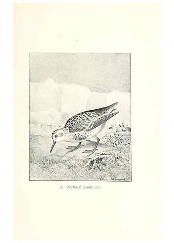 Reproducción/Reproduction 26479491857: North American shore birds;. New York :F.P. Harper,1895.. 