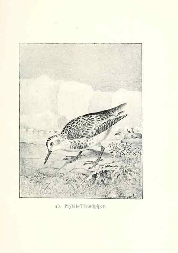 Reproducción/Reproduction 26479491857: North American shore birds;. New York :F.P. Harper,1895.. 