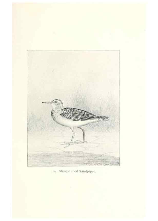 Reproducción/Reproduction 40636980414: North American shore birds;. New York :F.P. Harper,1895.. 