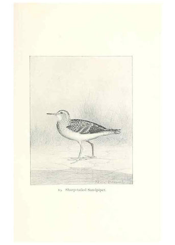 Reproducción/Reproduction 40636980414: North American shore birds;. New York :F.P. Harper,1895.. 