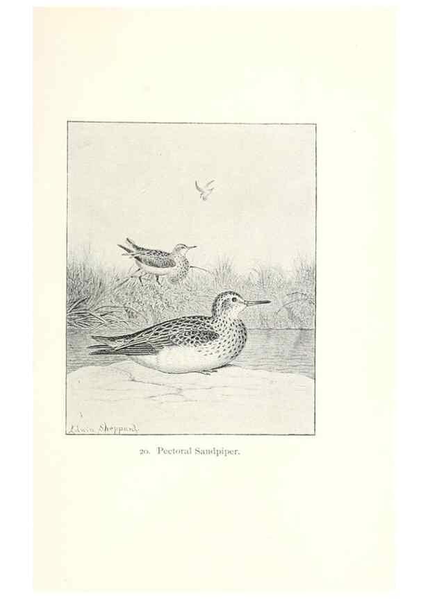 Reproducción/Reproduction 40636983304: North American shore birds;. New York :F.P. Harper,1895.. 