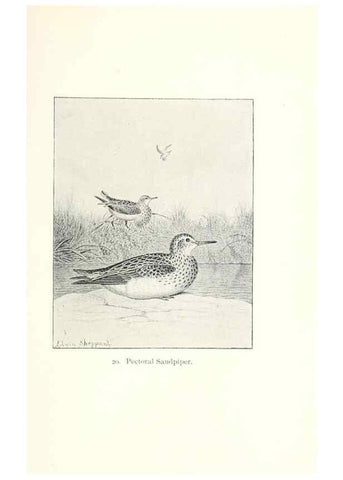 Reproducción/Reproduction 40636983304: North American shore birds;. New York :F.P. Harper,1895.. 