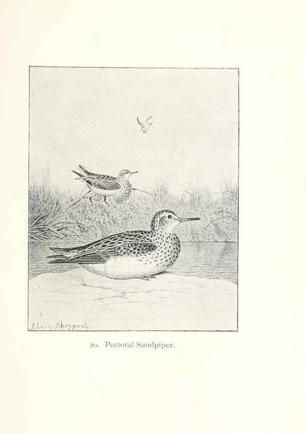 Reproducción/Reproduction 40636983304: North American shore birds;. New York :F.P. Harper,1895.. 