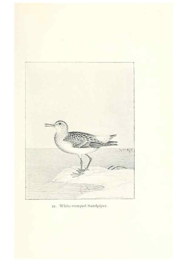 Reproducción/Reproduction 41350427181: North American shore birds;. New York :F.P. Harper,1895.. 