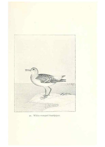 Reproducción/Reproduction 41350427181: North American shore birds;. New York :F.P. Harper,1895.. 