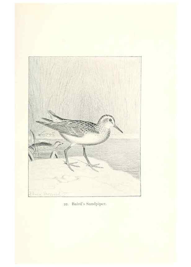Reproducción/Reproduction 40636989604: North American shore birds;. New York :F.P. Harper,1895.. 