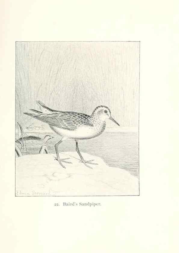 Reproducción/Reproduction 40636989604: North American shore birds;. New York :F.P. Harper,1895.. 