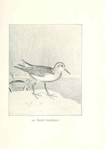 Reproducción/Reproduction 40636989604: North American shore birds;. New York :F.P. Harper,1895.. 