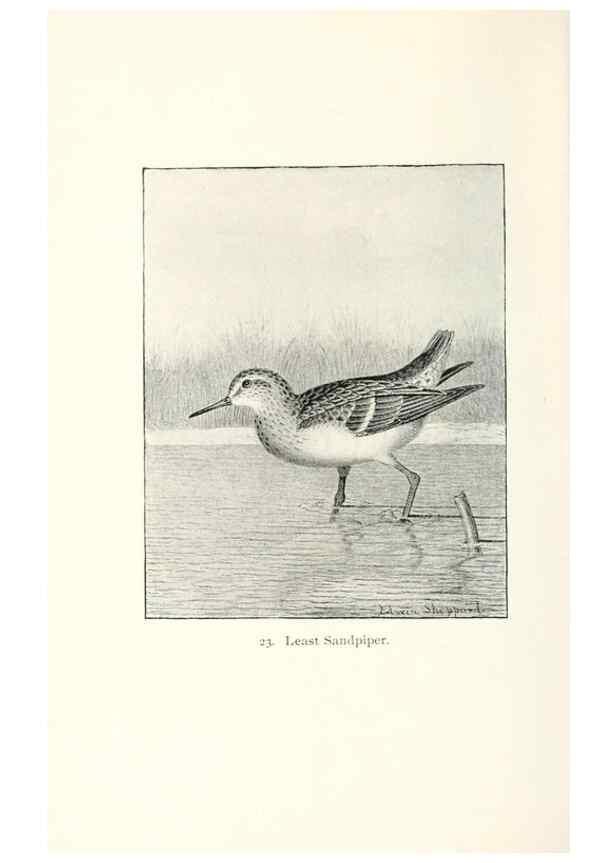 Reproducción/Reproduction 40636992344: North American shore birds;. New York :F.P. Harper,1895.. 