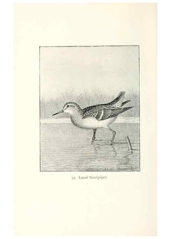 Reproducción/Reproduction 40636992344: North American shore birds;. New York :F.P. Harper,1895.. 