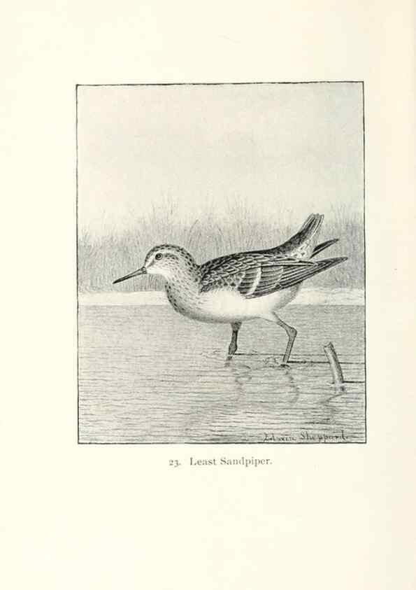 Reproducción/Reproduction 40636992344: North American shore birds;. New York :F.P. Harper,1895.. 