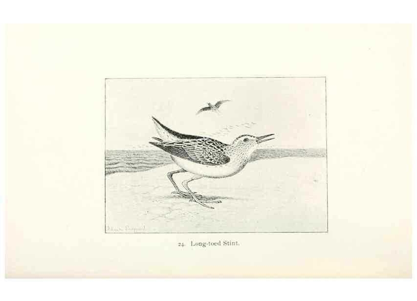 Reproducción/Reproduction 26479505897: North American shore birds;. New York :F.P. Harper,1895.. 