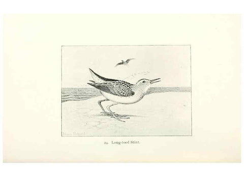Reproducción/Reproduction 26479505897: North American shore birds;. New York :F.P. Harper,1895.. 