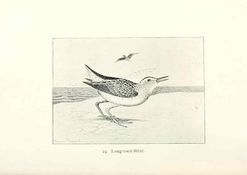 Reproducción/Reproduction 26479505897: North American shore birds;. New York :F.P. Harper,1895.. 