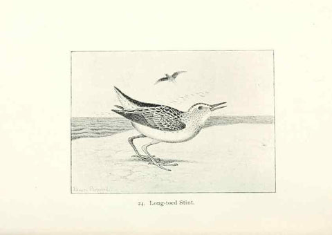 Reproducción/Reproduction 26479505897: North American shore birds;. New York :F.P. Harper,1895.. 