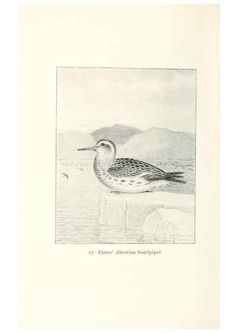 Reproducción/Reproduction 26479489627: North American shore birds;. New York :F.P. Harper,1895.. 