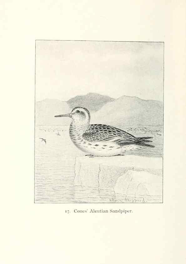 Reproducción/Reproduction 26479489627: North American shore birds;. New York :F.P. Harper,1895.. 