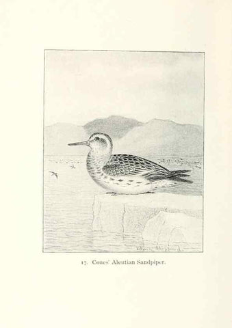 Reproducción/Reproduction 26479489627: North American shore birds;. New York :F.P. Harper,1895.. 