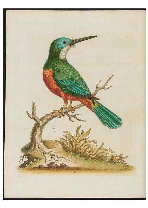 Reproducción/Reproduction 37820286415: Gleanings of natural history, exhibiting figures of quadrupeds, birds, insects, plants &c.... London :Printed for author at the Royal Collage of Physicians,1758-1764.. 