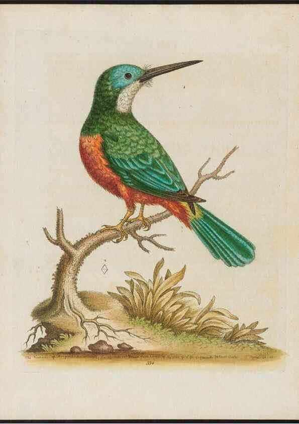 Reproducción/Reproduction 37820286415: Gleanings of natural history, exhibiting figures of quadrupeds, birds, insects, plants &c.... London :Printed for author at the Royal Collage of Physicians,1758-1764.. 