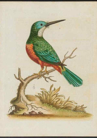 Reproducción/Reproduction 37820286415: Gleanings of natural history, exhibiting figures of quadrupeds, birds, insects, plants &c.... London :Printed for author at the Royal Collage of Physicians,1758-1764.. 