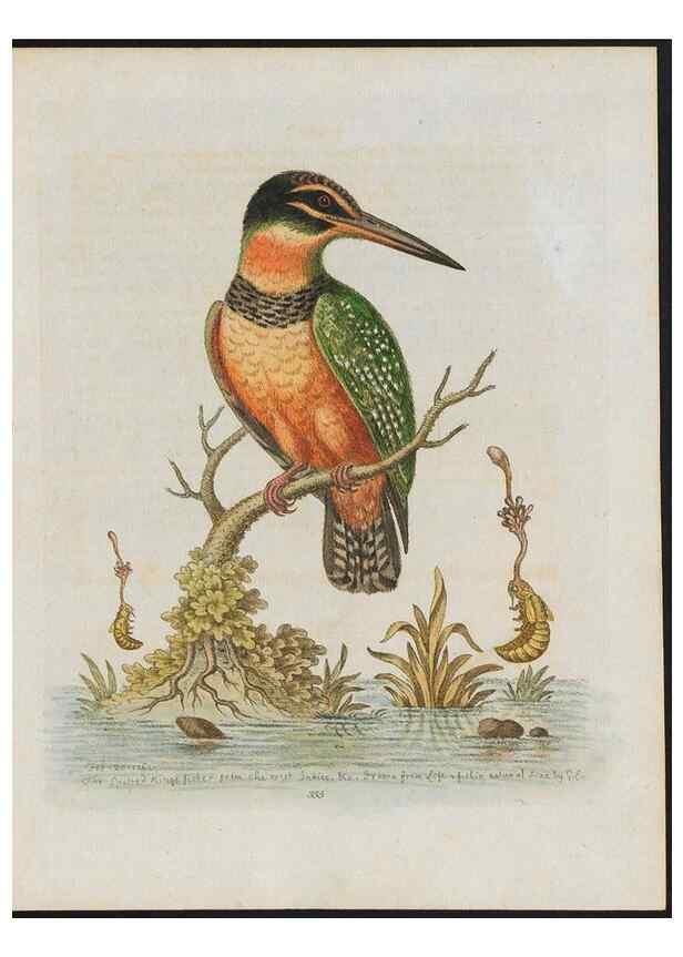 Reproducción/Reproduction 26931918249: Gleanings of natural history, exhibiting figures of quadrupeds, birds, insects, plants &c.... London :Printed for author at the Royal Collage of Physicians,1758-1764.. 