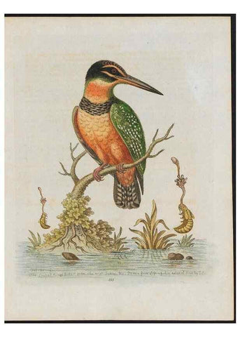 Reproducción/Reproduction 26931918249: Gleanings of natural history, exhibiting figures of quadrupeds, birds, insects, plants &c.... London :Printed for author at the Royal Collage of Physicians,1758-1764.. 