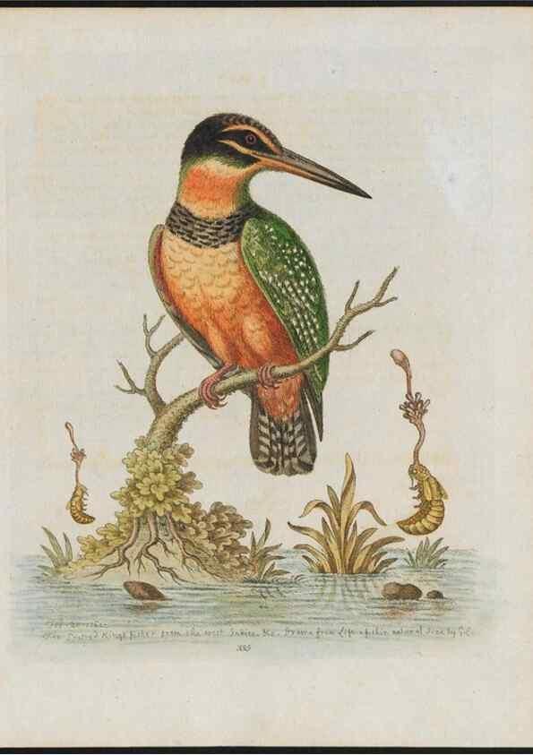 Reproducción/Reproduction 26931918249: Gleanings of natural history, exhibiting figures of quadrupeds, birds, insects, plants &c.... London :Printed for author at the Royal Collage of Physicians,1758-1764.. 