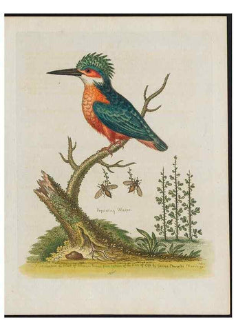 Reproducción/Reproduction 38707894151: Gleanings of natural history, exhibiting figures of quadrupeds, birds, insects, plants &c.... London :Printed for author at the Royal Collage of Physicians,1758-1764.. 
