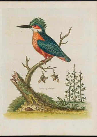 Reproducción/Reproduction 38707894151: Gleanings of natural history, exhibiting figures of quadrupeds, birds, insects, plants &c.... London :Printed for author at the Royal Collage of Physicians,1758-1764.. 