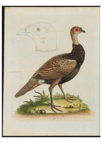 Reproducción/Reproduction 37990362734: Gleanings of natural history, exhibiting figures of quadrupeds, birds, insects, plants &c.... London :Printed for author at the Royal Collage of Physicians,1758-1764.. 