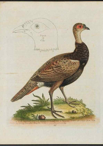 Reproducción/Reproduction 37990362734: Gleanings of natural history, exhibiting figures of quadrupeds, birds, insects, plants &c.... London :Printed for author at the Royal Collage of Physicians,1758-1764.. 