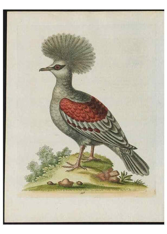 Reproducción/Reproduction 37820299935: Gleanings of natural history, exhibiting figures of quadrupeds, birds, insects, plants &c.... London :Printed for author at the Royal Collage of Physicians,1758-1764.. 