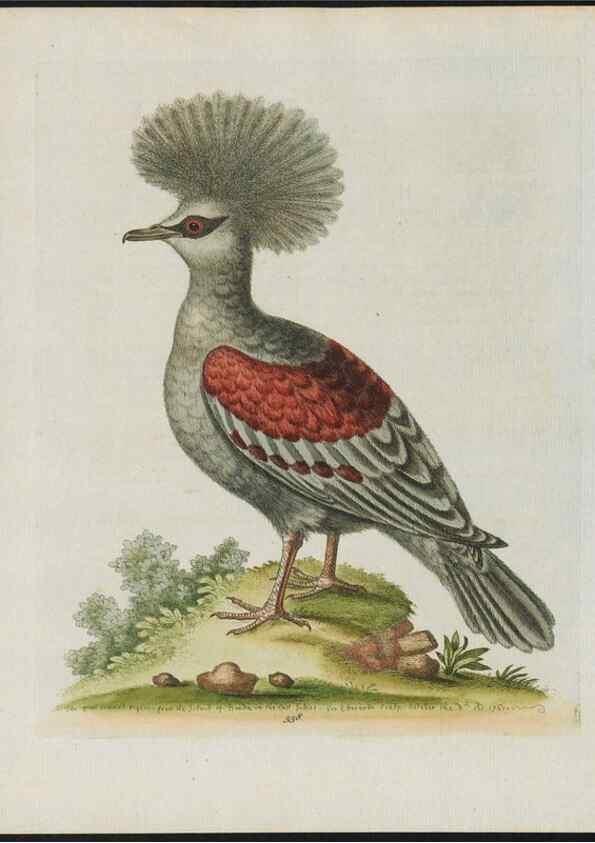 Reproducción/Reproduction 37820299935: Gleanings of natural history, exhibiting figures of quadrupeds, birds, insects, plants &c.... London :Printed for author at the Royal Collage of Physicians,1758-1764.. 