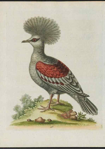 Reproducción/Reproduction 37820299935: Gleanings of natural history, exhibiting figures of quadrupeds, birds, insects, plants &c.... London :Printed for author at the Royal Collage of Physicians,1758-1764.. 
