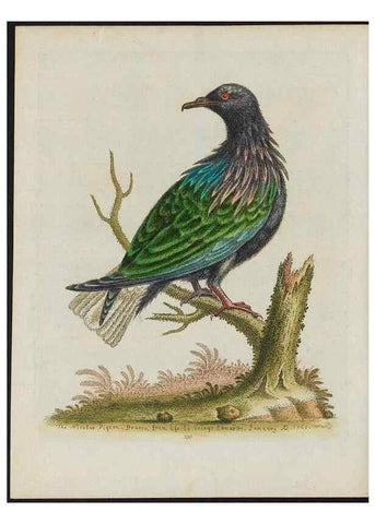 Reproducción/Reproduction 38675681732: Gleanings of natural history, exhibiting figures of quadrupeds, birds, insects, plants &c.... London :Printed for author at the Royal Collage of Physicians,1758-1764.. 