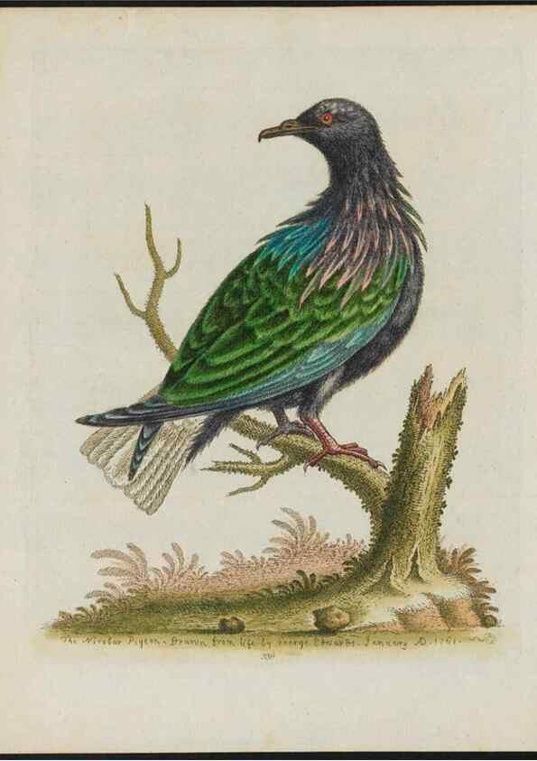 Reproducción/Reproduction 38675681732: Gleanings of natural history, exhibiting figures of quadrupeds, birds, insects, plants &c.... London :Printed for author at the Royal Collage of Physicians,1758-1764.. 