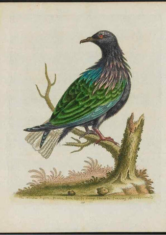 Reproducción/Reproduction 38675681732: Gleanings of natural history, exhibiting figures of quadrupeds, birds, insects, plants &c.... London :Printed for author at the Royal Collage of Physicians,1758-1764.. 