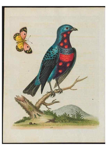 Reproducción/Reproduction 24835131628: Gleanings of natural history, exhibiting figures of quadrupeds, birds, insects, plants &c.... London :Printed for author at the Royal Collage of Physicians,1758-1764.. 