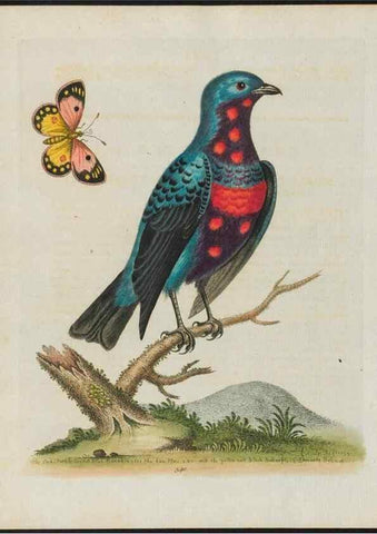Reproducción/Reproduction 24835131628: Gleanings of natural history, exhibiting figures of quadrupeds, birds, insects, plants &c.... London :Printed for author at the Royal Collage of Physicians,1758-1764.. 