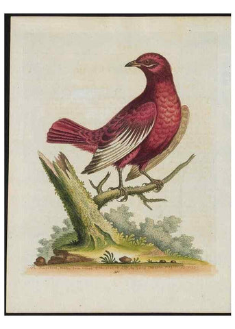 Reproducción/Reproduction 24835134078: Gleanings of natural history, exhibiting figures of quadrupeds, birds, insects, plants &c.... London :Printed for author at the Royal Collage of Physicians,1758-1764.. 