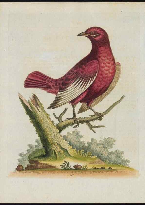 Reproducción/Reproduction 24835134078: Gleanings of natural history, exhibiting figures of quadrupeds, birds, insects, plants &c.... London :Printed for author at the Royal Collage of Physicians,1758-1764.. 