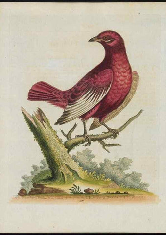 Reproducción/Reproduction 24835134078: Gleanings of natural history, exhibiting figures of quadrupeds, birds, insects, plants &c.... London :Printed for author at the Royal Collage of Physicians,1758-1764.. 