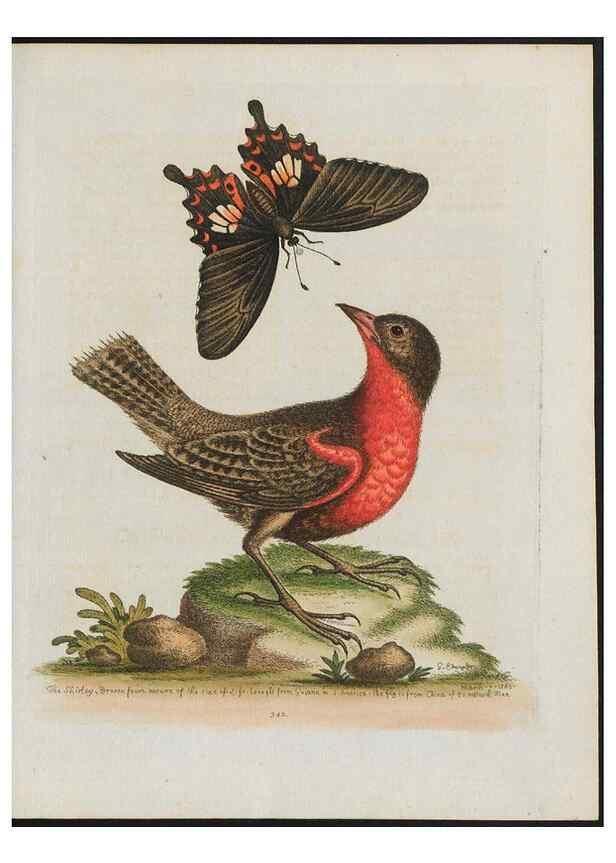Reproducción/Reproduction 37990369424: Gleanings of natural history, exhibiting figures of quadrupeds, birds, insects, plants &c.... London :Printed for author at the Royal Collage of Physicians,1758-1764.. 