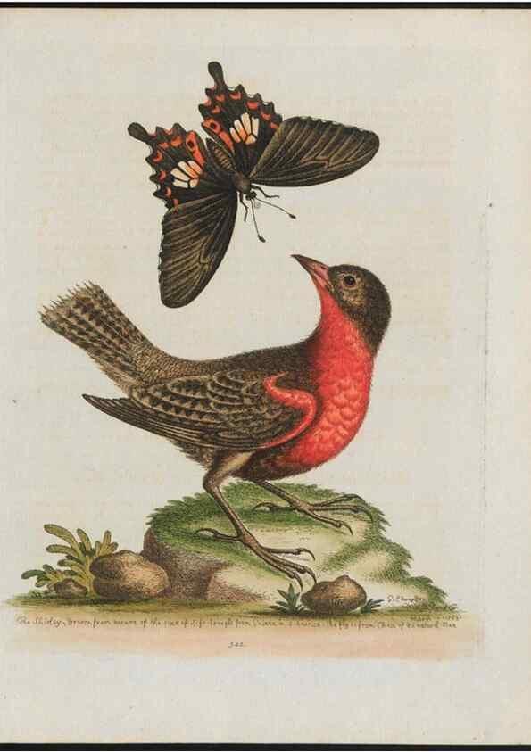 Reproducción/Reproduction 37990369424: Gleanings of natural history, exhibiting figures of quadrupeds, birds, insects, plants &c.... London :Printed for author at the Royal Collage of Physicians,1758-1764.. 