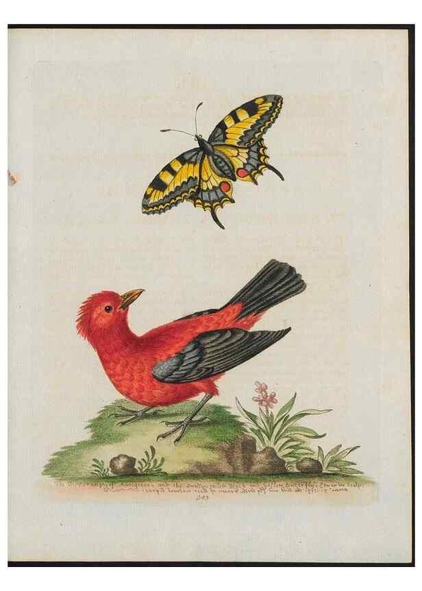 Reproducción/Reproduction 24835139588: Gleanings of natural history, exhibiting figures of quadrupeds, birds, insects, plants &c.... London :Printed for author at the Royal Collage of Physicians,1758-1764.. 