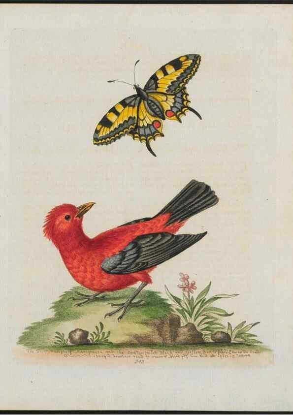Reproducción/Reproduction 24835139588: Gleanings of natural history, exhibiting figures of quadrupeds, birds, insects, plants &c.... London :Printed for author at the Royal Collage of Physicians,1758-1764.. 