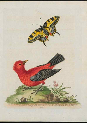 Reproducción/Reproduction 24835139588: Gleanings of natural history, exhibiting figures of quadrupeds, birds, insects, plants &c.... London :Printed for author at the Royal Collage of Physicians,1758-1764.. 