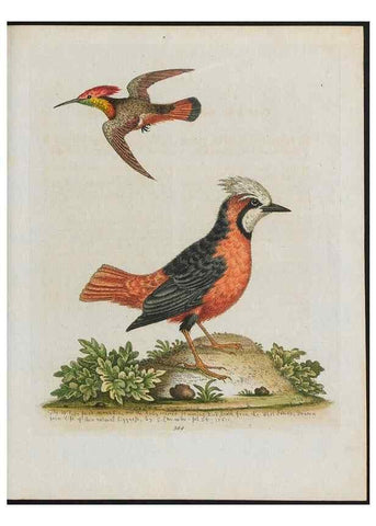 Reproducción/Reproduction 38707913781: Gleanings of natural history, exhibiting figures of quadrupeds, birds, insects, plants &c.... London :Printed for author at the Royal Collage of Physicians,1758-1764.. 