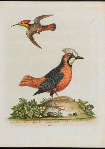 Reproducción/Reproduction 38707913781: Gleanings of natural history, exhibiting figures of quadrupeds, birds, insects, plants &c.... London :Printed for author at the Royal Collage of Physicians,1758-1764.. 